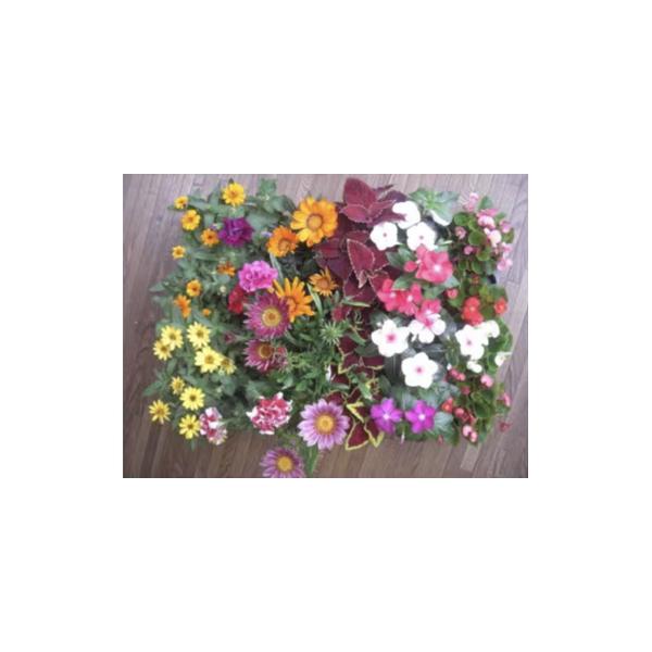 ■ 容量　花壇苗２４個９cmポット（４種〜８種で４色以上）■ 配送について　予約商品のため、2026年4月25日以降に発送予定　タイプ：【常温】