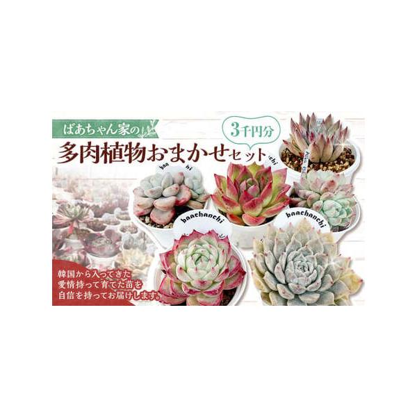 ■ 容量　多肉植物3千円分　　【3千円分の例】　メクストリー、アモールパーティー、フロリディテール、ピンククリスタルアルバ、ビューティ、メリベル　※種類・数はご指定できません。　※時期等により内容は異なります。あくまで一例となっております。...