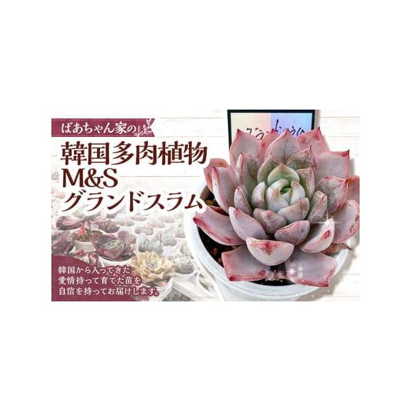 ■ 容量　グランドスラム（M＆S苗）1苗■ 配送について　寄附確認後、30営業日以内に発送予定　年末年始（12月・1月）は寄附確認後、60営業日以内に発送予定　※天候や発送状況により多少前後する場合がございますので、予めご了承ください。　タ...