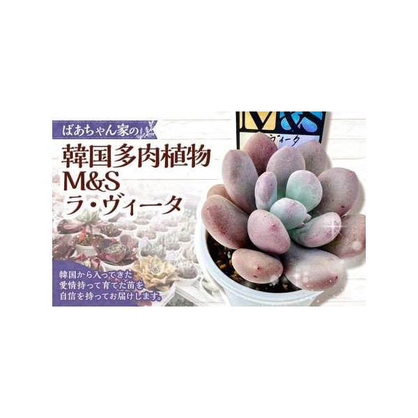 ■ 容量　ラ・ヴィータ（M＆S苗）1苗■ 配送について　寄附確認後、30営業日以内に発送予定　年末年始（12月・1月）は寄附確認後、60営業日以内に発送予定　※天候や発送状況により多少前後する場合がございますので、予めご了承ください。　タイ...