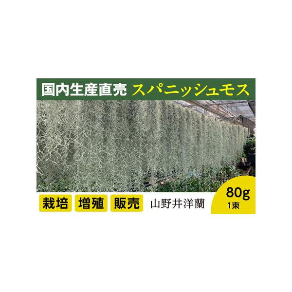 ■ 容量　年数をかけて自家増殖させた、スパニッシュモス太葉です。　重80ｇ、1束です。　■ 配送について　決済確認後14日前後の発送　タイプ：【常温】