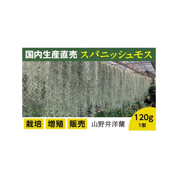 ■ 容量　年数をかけて自家増殖させた、スパニッシュモス太葉です。　重120ｇ、1束です。　■ 配送について　決済確認後14日前後で発送　タイプ：【常温】