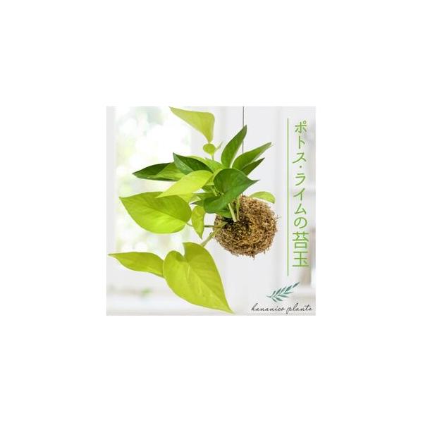 ■ 容量　※上記に記載■ 配送について　2026年1月より順次発送　タイプ：【常温】