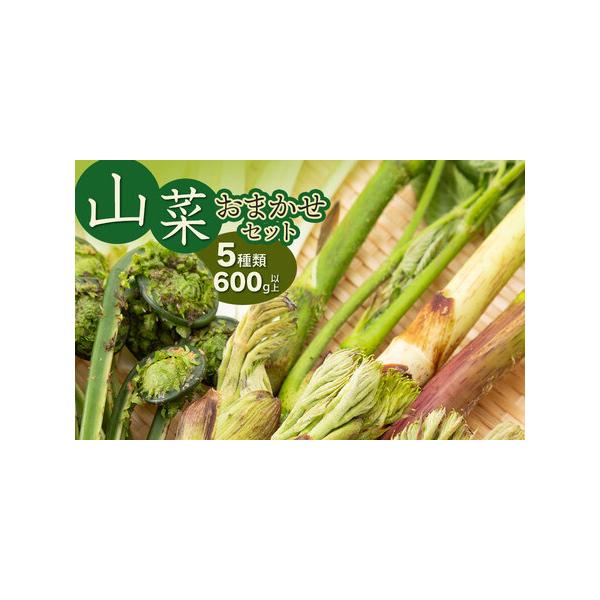 ■ 容量　・山菜おまかせセット（5種以上）　計600g以上　　こしあぶら、タラの芽、山うるい（オオバギボウシ）、野みつば、かたくりの花、あぶらこごめ（赤こごみ）、コゴメ（こごみ）、あいこ、水ふき、赤ミズの中から5種以上お届けします。　※種類...
