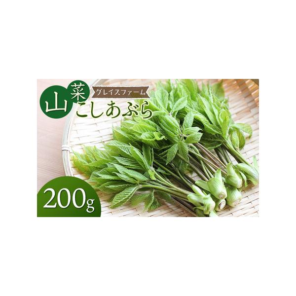 ■ 容量　・コシアブラ（山菜）200g　　【賞味期限】発送日より3日　　【提供事業者】グレイスファーム■ 配送について　【申込期日】令和8年4月20日までご入金ください　　【発送期日】令和8年4月1日〜5月10日頃発送予定　　※天候や生育状...