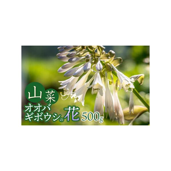 ■ 容量　・オオバギボウシの花（山菜）500g　　【賞味期限】発送日より3日　　【提供事業者】グレイスファーム■ 配送について　【申込期日】令和8年4月25日までご入金ください。　　【発送期日】令和8年4月20日〜6月30日頃発送予定　　※...