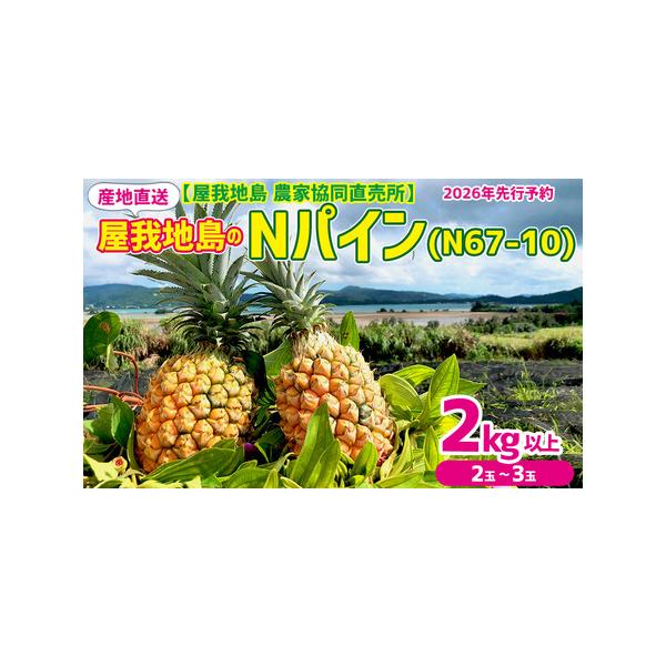 ■ 容量　名護市屋我地島産　Nパイン(N67-10)　2kg以上（2〜3玉）　　※複数の農家からランダムに選び発送します。　※農家のご指定はできませんのでご了承ください。■ 配送について　2026年7月上旬?8月上旬頃　タイプ：【冷蔵】