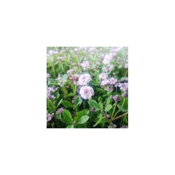 ■ 容量　■内容量/原産地　ヒメイワダレソウ　9cmポット　15鉢/鈴鹿市■ 配送について　寄附のご入金後、1週間程度　※離島にはお届けできません。　【受付期間】　2025年12月24日〜　タイプ：【常温】