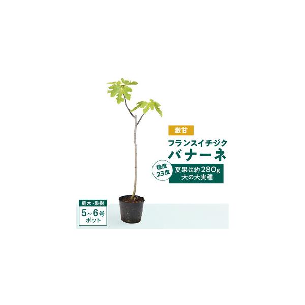 ふるさと納税 糖度23度 激甘フランスイチジク ロングドゥート 夏果は約280g大の大実種　(庭木・果樹) 三重県鈴鹿市