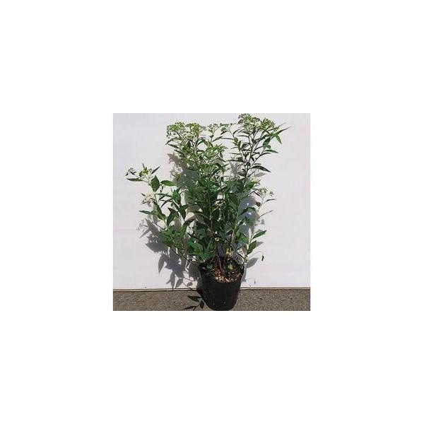 ■ 容量　■内容量・サイズ/原産地　シモツケ白　3本セット　15cmポット　高さ40cm前後　原産地:三重県鈴鹿市■ 配送について　寄附のご入金後、1週間程度　※離島にはお届けできません。　【受付期間】　2025年12月24日〜　タイプ：【常温】