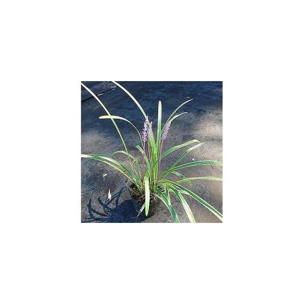 ■ 容量　■内容量・サイズ/原産地　フイリヤブラン　15本セット　10.5cmポット　原産地:三重県鈴鹿市■ 配送について　寄附のご入金後、1週間程度　※離島にはお届けできません。　【受付期間】　2025年12月24日〜　タイプ：【常温】