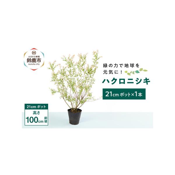 ■ 容量　■内容量/原産地　ハクロニシキ　21cmポット×1本　原産地:三重県鈴鹿市■ 配送について　寄附のご入金後、1週間程度　※離島にはお届けできません。　【受付期間】　2025年12月24日〜　タイプ：【常温】
