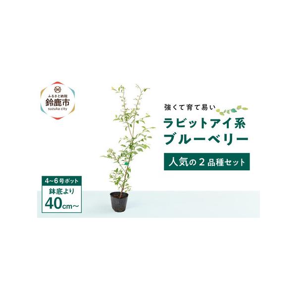 ■ 容量　■内容量/原産地　ブルーベリー2本セット/鈴鹿市　■生産者の声　ラビットアイ系(暖地向き)ブルーベリーでも人気が高く、木が強くて簡単で育て易い品種を2本選び2本セットでお届けします。　ブルーベリーは同系列の他品種を混色することで実...