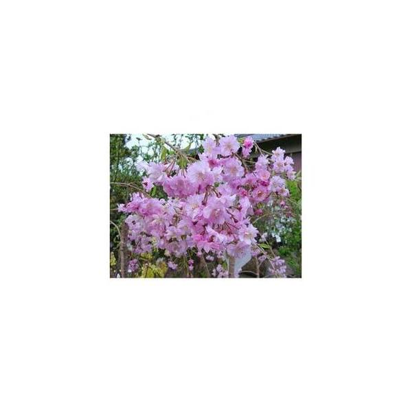 ■ 容量　■内容量・サイズ/原産地　仙台しだれ桜の苗1本　樹高:鉢底より約70cm程度　原産地:鈴鹿市■ 配送について　寄附のご入金後、1週間〜2週間程度　※離島にはお届けできません。　タイプ：【常温】