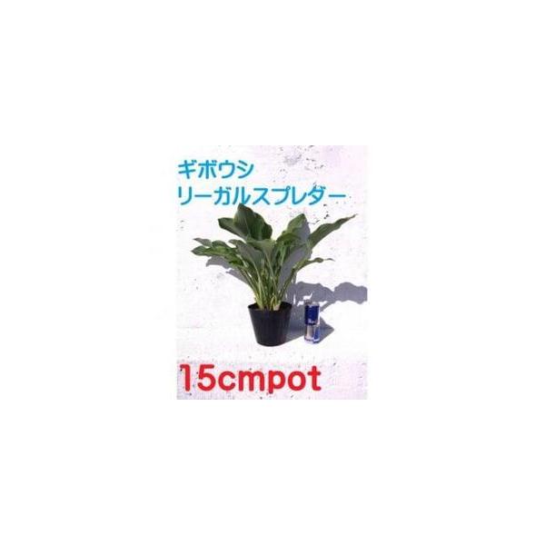 ■ 容量　■お礼品の内容について　・ギボウシ・リーガルスプレンダー[15cmポット　1鉢]　原産地:三重県鈴鹿市■ 配送について　寄附のご入金後、3週間程度で順次発送予定　※離島にはお届けできません。　【受付期間】　2025年12月24日〜...