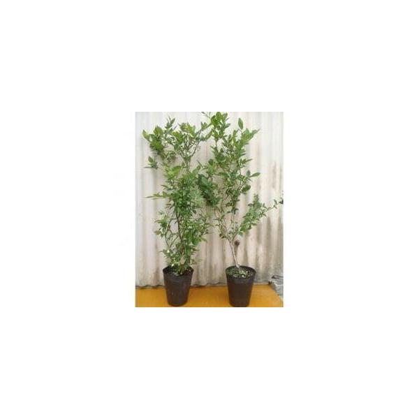 ■ 容量　■内容/原産地　サザンハイブッシュ系ブルーベリー 2本〔鈴鹿市〕　■注意事項/その他　・植物ですので、お届け後はたっぷりと水を与えてください。植え付け後もある程度の冠水管理をお願いいたします。　・ブルーベリーは植込み時にピートモス...