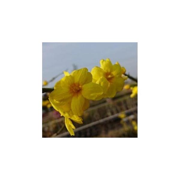 ふるさと納税 黄色い八重咲の綺麗な花がたくさん咲く 雲南黄梅 三重県鈴鹿市