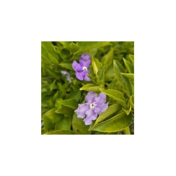 ふるさと納税 香りの好い紫色の花を楽しみませんか? ニオイバンマツリ 三重県鈴鹿市