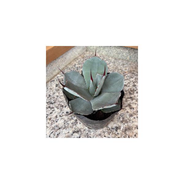 ■ 容量　■お礼品の内容について　・アガベ パリー トランカータ 5号鉢[横幅15cm位　1本]　原産地:鈴鹿市/製造地:鈴鹿市■ 配送について　寄附のご入金後、2週間程度で順次発送予定　※離島にはお届けできません。　タイプ：【常温】