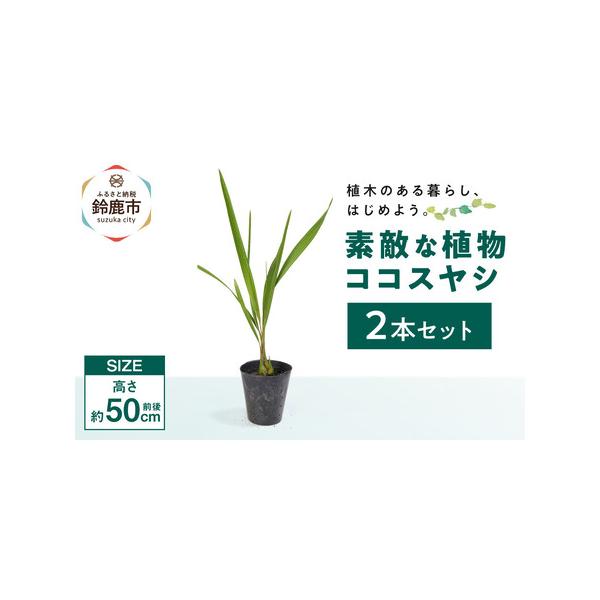■ 容量　■お礼品の内容について　・ココスヤシ[2本]　原産地:鈴鹿市■ 配送について　寄附のご入金後、1週間程度で順次発送予定　※離島にはお届けできません。　タイプ：【常温】