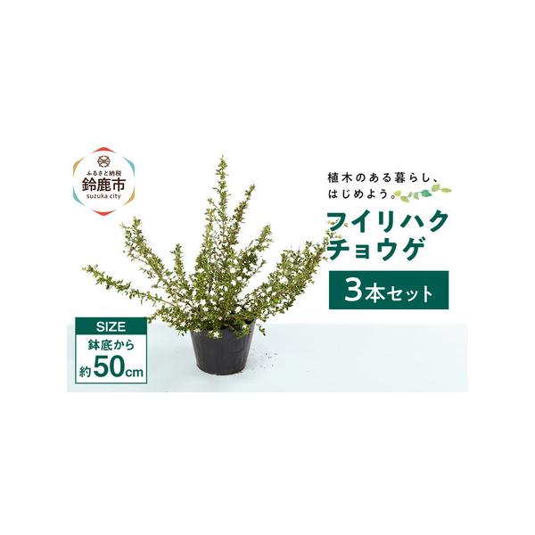 ■ 容量　■お礼品の内容について　・フイリハクチョウゲ[3本]　原産地:鈴鹿市■ 配送について　寄附のご入金後、1週間程度で順次発送予定　※離島にはお届けできません。　タイプ：【常温】