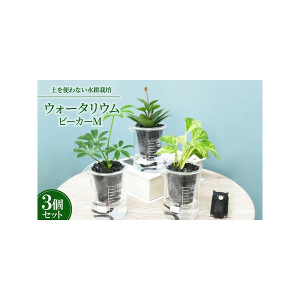 ■ 容量　※上記に記載■ 配送について　2026年1月より順次発送　タイプ：【常温】