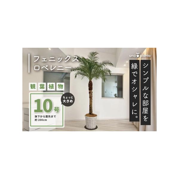 ■ 容量　１鉢■ 配送について　決済から5日程度で発送　タイプ：【常温】