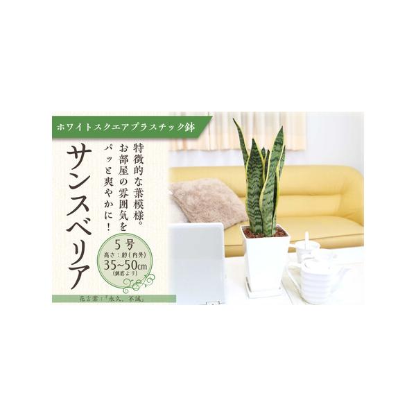■ 容量　サンスベリア 5号 　◆設置後の高さ:約40cm〜55cm内外(鉢底より) 幅 約15〜30cm　◆鉢:プラスチック鉢植え＋プラスチック製の鉢皿付き　◆育て方のしおりなども同封して発送させていただきます。　福岡県朝倉郡筑前町■ 配...