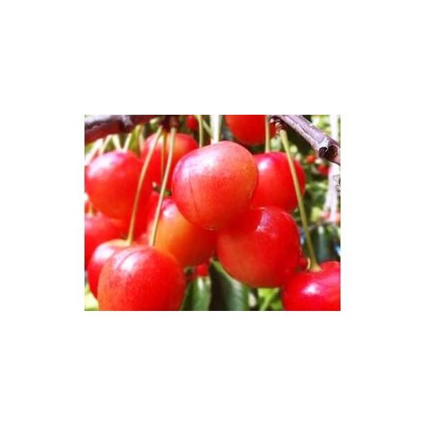 ■ 容量　３５０g×２パック　サイズ：Ｍ・Ｌ以上　バラ詰め■ 配送について　2026年6月下旬〜7月上旬　タイプ：【冷蔵】