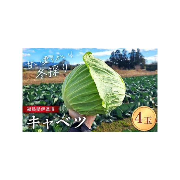 ■ 容量　【容量】　冬採りキャベツ 4玉 (約5kg) × 1箱　　【消費期限】　出荷後一週間■ 配送について　2025年11月上旬〜2026年1月末頃まで順次発送　タイプ：【常温】