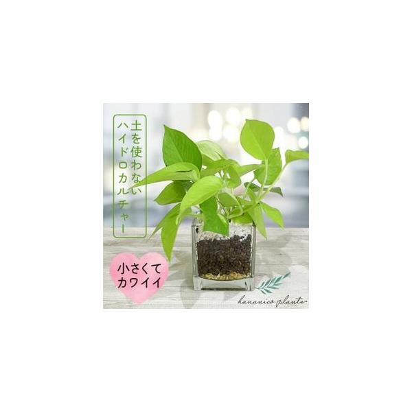 ■ 容量　※上記に記載■ 配送について　2026年1月より順次発送　タイプ：【常温】