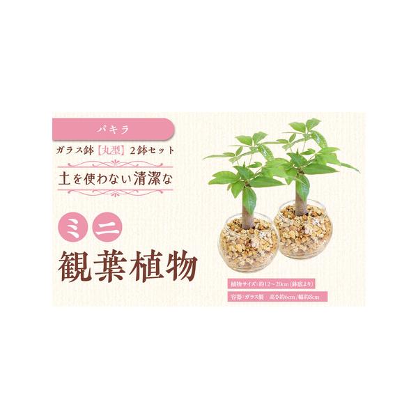 ■ 容量　ミニ観葉植物 ゼオライト植え・ガラス鉢 丸形 2鉢セット　●植物サイズ：設置後高さ 約12〜20cm（鉢底より）（品種によって異なります。）　●容器：ガラス製 容器 高さ 約6cm 幅 約8cm　●植え込み材料：ゼオライト植え（細...