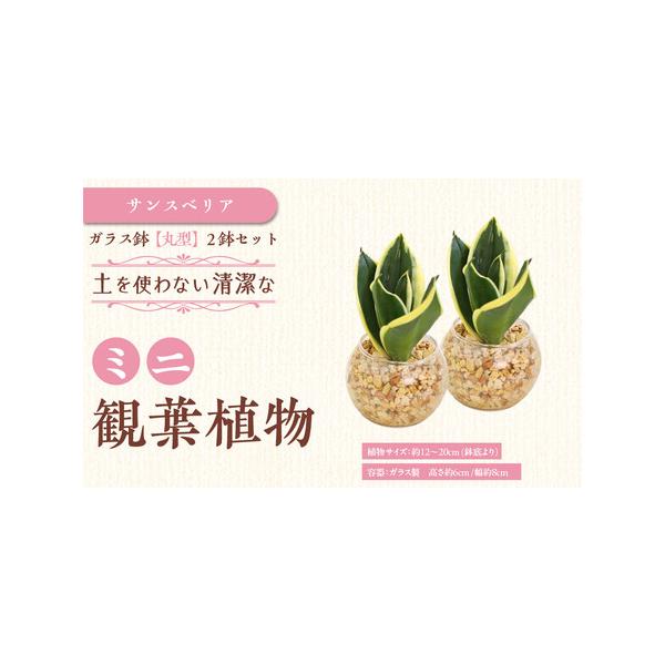 ■ 容量　ミニ観葉植物 ゼオライト植え・ガラス鉢 丸形 2鉢セット　●植物サイズ：設置後高さ 約12〜20cm（鉢底より）（品種によって異なります。）　●容器：ガラス製 容器 高さ 約6cm 幅 約8cm　●植え込み材料：ゼオライト植え（細...