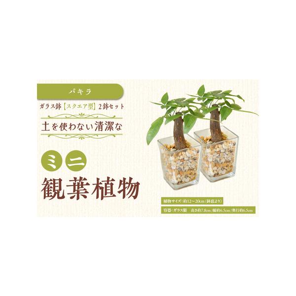 ■ 容量　ミニ観葉植物 ゼオライト植え・ガラス鉢 スクエア形 2鉢　●植物サイズ：設置後高さ 約12〜20cm（鉢底より）　（品種によって異なります。）　●容器：ガラス製 スクエア形の容器 ガラス製　　高さ 約7.8cm 幅 約6.5cm ...