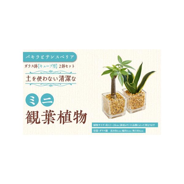 ■ 容量　ミニ観葉植物 ゼオライト植え・ガラス鉢 キューブ形 2鉢　●植物サイズ：設置後高さ 約12〜20cm（鉢底より）　（品種によって異なります。）　●容器：ガラス製 キューブ形の容器 ガラス製　　高さ 約6cm 幅 約6cm 奥行 約...