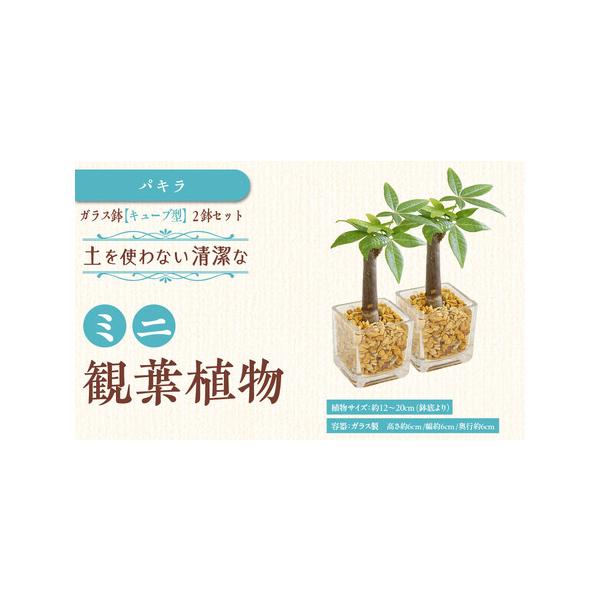 ■ 容量　ミニ観葉植物 ゼオライト植え・ガラス鉢 キューブ形 2鉢　●植物サイズ：設置後高さ 約12〜20cm（鉢底より）　（品種によって異なります。）　●容器：ガラス製 キューブ形の容器 ガラス製　　高さ 約6cm 幅 約6cm 奥行 約...