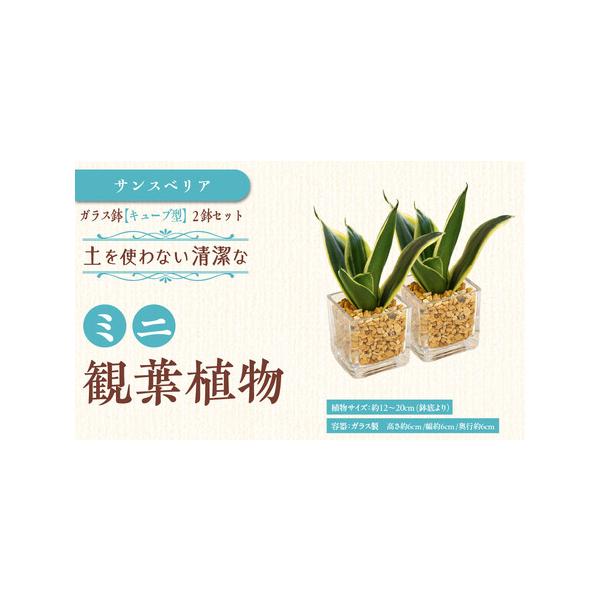 ■ 容量　ミニ観葉植物 ゼオライト植え・ガラス鉢 キューブ形 2鉢　●植物サイズ：設置後高さ 約12〜20cm（鉢底より）　（品種によって異なります。）　●容器：ガラス製 キューブ形の容器 ガラス製　　高さ 約6cm 幅 約6cm 奥行 約...