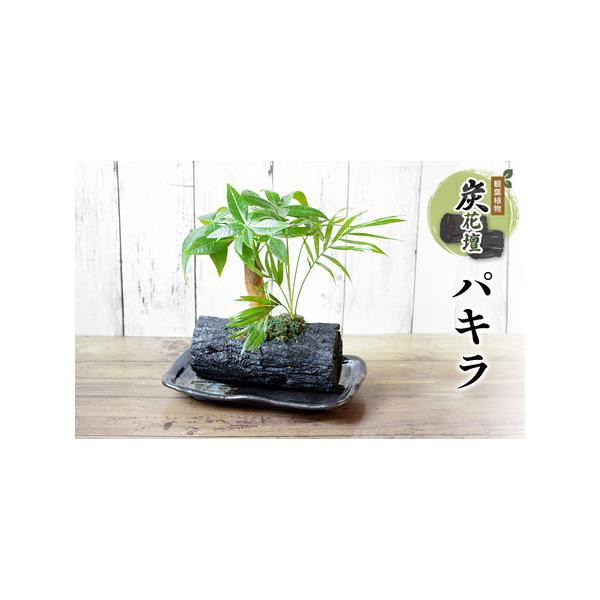 ■ 容量　素材：くぬぎ炭(炭サイズ約長さ15cm×直径7〜10cm)・水苔・観葉植物（パキラ・テーブルヤシ)・お皿(陶器)・ビニール袋　原産国：日本　　タイプ：【常温】
