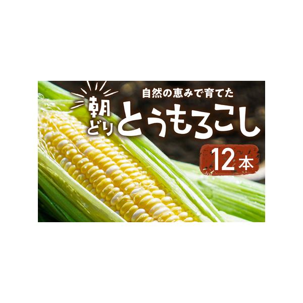 ■ 容量　容量 ノンケミカルな朝どりとうもろこし　12本　12本から14本入り 約4ｋｇ　消費期限 冷蔵で5日　到着後できるだけ早くお召し上がりください。■ 配送について　【こちらは先行予約の返礼品です。】　６月後半から７月前半に収穫でき次...