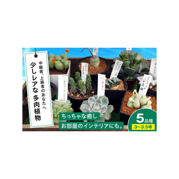 ■ 容量　セット内容：多肉植物 計5鉢　ポットサイズ：3号から3.5号（直径約9cmから10.5cm）　※品種によりサイズは異なります。■ 配送について　寄附確定後、2週間前後発送　　タイプ：【常温】