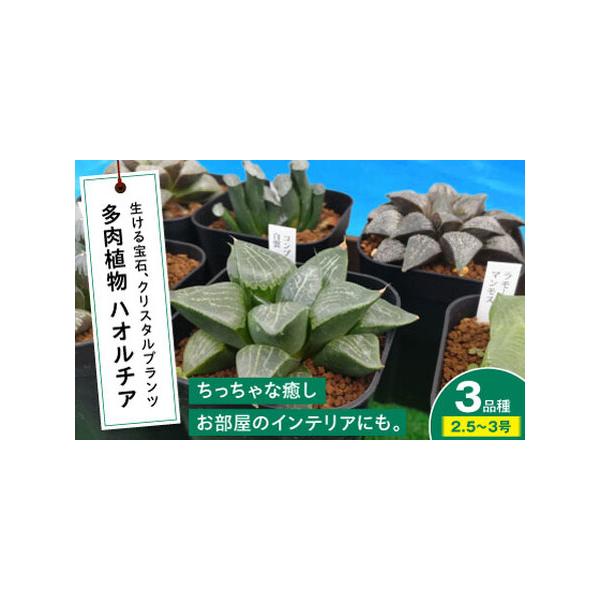 ■ 容量　セット内容：多肉植物ハオルチア 計3鉢　ポットサイズ：2.5号から3号（直径約7.5cmから9cm）　※品種によりサイズは異なります。■ 配送について　寄附確定後、2週間前後発送　　タイプ：【常温】