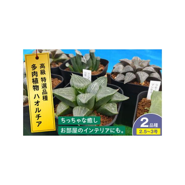 ■ 容量　セット内容：多肉植物ハオルチア 計2鉢　ポットサイズ：2.5号から3号（直径約7.5cmから9cm）　※品種によりサイズは異なります。■ 配送について　寄附確定後、2週間前後発送　　タイプ：【常温】