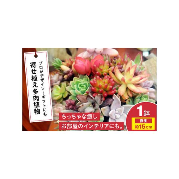 ■ 容量　鉢サイズ：直径 約15cm前後　鉢の素材：陶器または金属製（当店におまかせください）■ 配送について　寄附確定後、2週間前後発送　　タイプ：【常温】