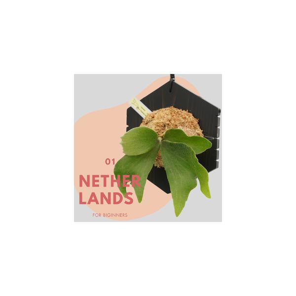 ■ 容量　H 25cm x W 20cm x D 20cm程度　※(株によって個体差があります。)■ 配送について　・1月〜9月末までにご注文の場合：同年10月中発送予定　・10月〜12月末までにご注文の場合：翌年3月〜4月中発送予定　タイ...