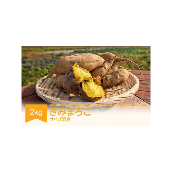 ふるさと納税 【先行予約】 さつまいも  きみまろこ 土付き  約2kg 村山市産 2026年産 令和8年産 山形県産  芋 ※沖縄・離島への配送不可  no-sp.. 山形県村山市