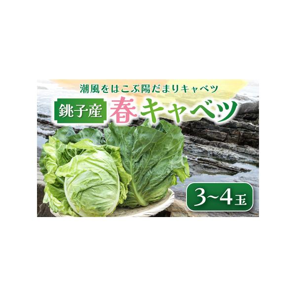 ■ 容量　【容量】　キャベツ 3〜4玉　　【消費期限/賞味期限】　3日 　　【保存方法】　冷蔵　　【アレルギー品目】　該当の項目なし■ 配送について　毎年4月上旬から4月末頃を予定しております。　※北海道、沖縄、離島への発送は不可となってお...