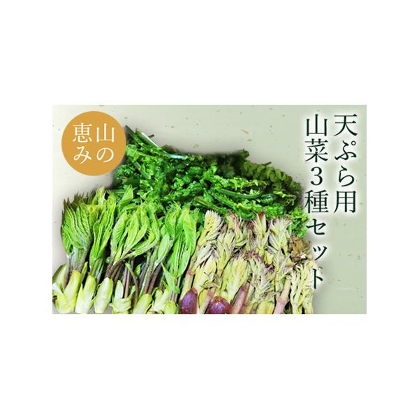 ■ 容量　たらの芽　約100g　こしあぶら　約50g　こごみ　約500g■ 配送について　2026年04月下旬頃から05月中旬頃にかけて、寄付受付順に発送　タイプ：【冷蔵】
