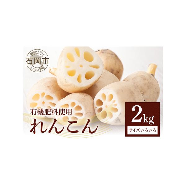 ■ 容量　れんこん 2kg（サイズいろいろ）■ 配送について　発送時期 8月10日頃〜2月15日まで　　※天候により出荷時期が前後する場合がございますので予めご了承ください。　　【注意事項】　・特産品が届きましたら、直ちに開封し中身をご確認...