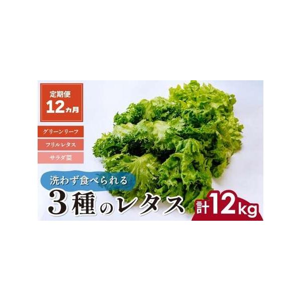 ■ 容量　＜商品名＞　【12ヵ月定期便】3種のレタス　　＜内容量＞　合計12回(月1回)下記内容をお届けいたします。　・フリルレタス(6株程度)　・グリーンオーク(2株程度)　・グリーンリーフ(2株程度)　各500g×2パック 計1kg　　...