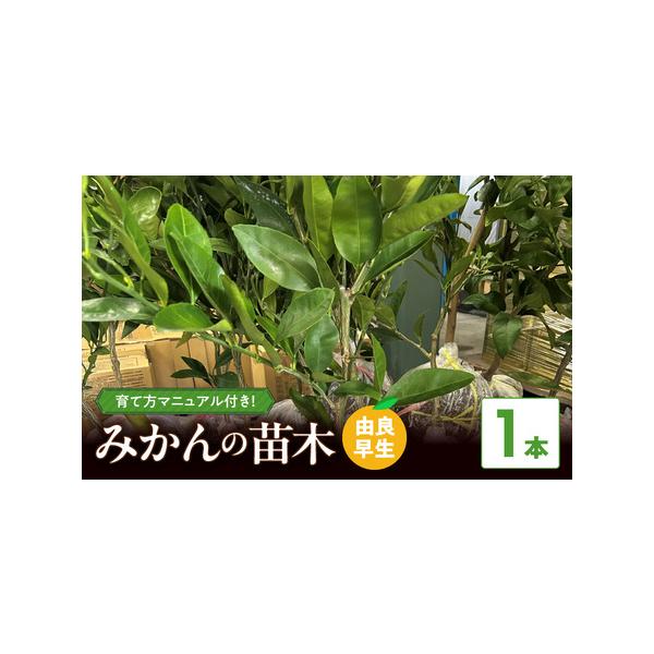 ■ 容量　規格・内容量　・苗木　由良早生[苗木1本　　高さ約90cm　横幅約20cm　重さ約5kgほど]　■ 配送について　2026年4月1日から4月30日頃順次発送予定　　タイプ：【常温】